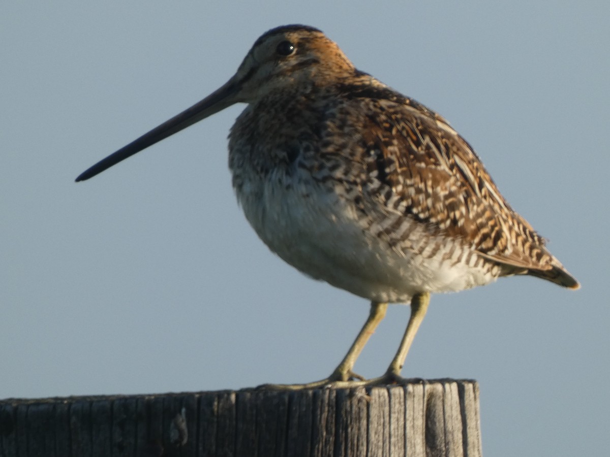 Wilson's Snipe - ML620424566