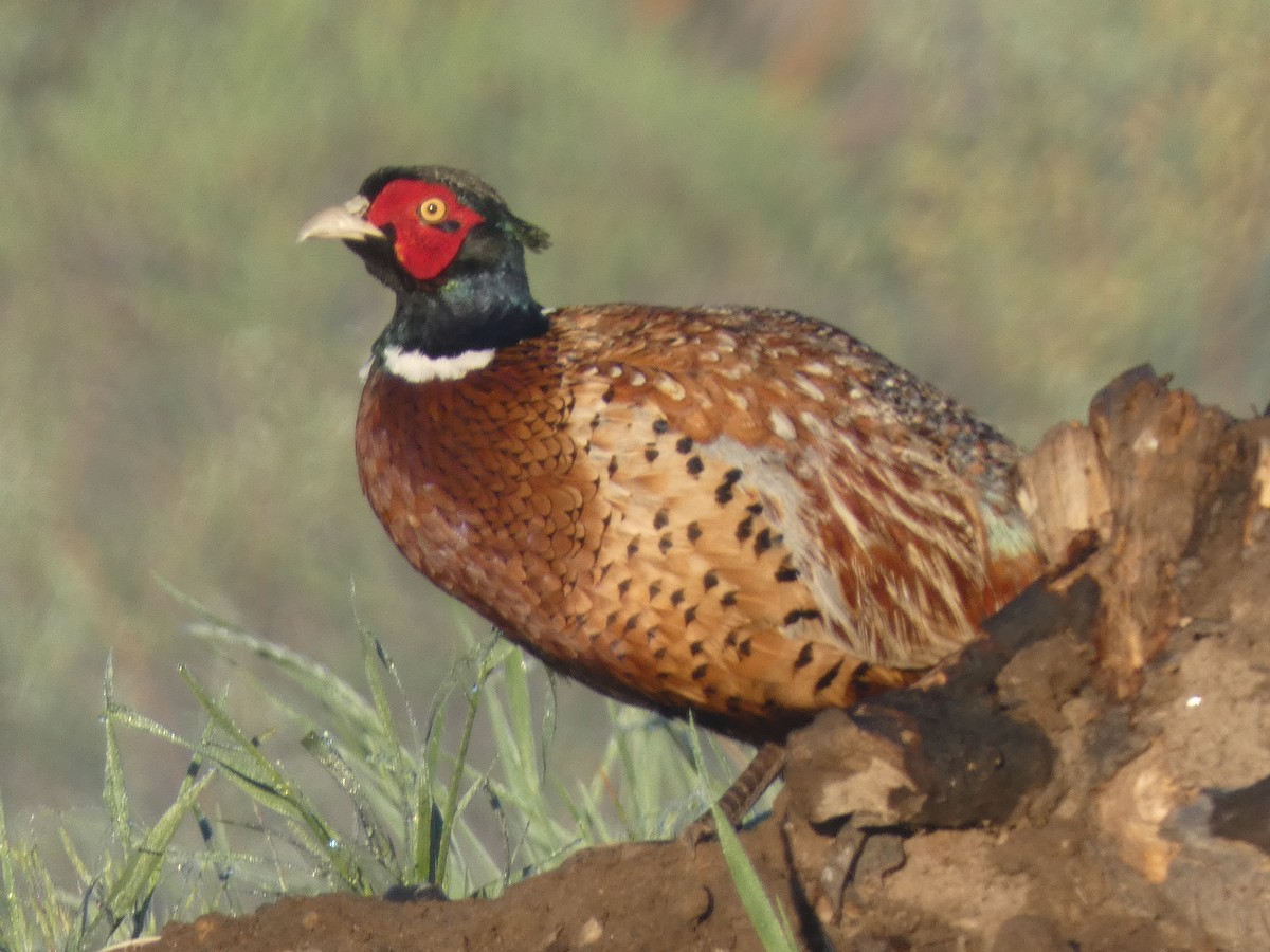Ring-necked Pheasant - ML620424569