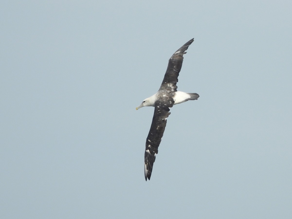 albatros šelfový - ML620424571