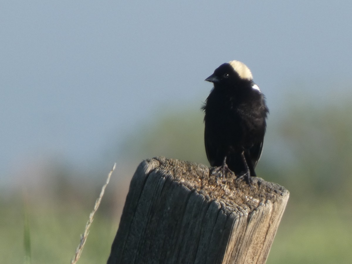 bobolink - ML620424582