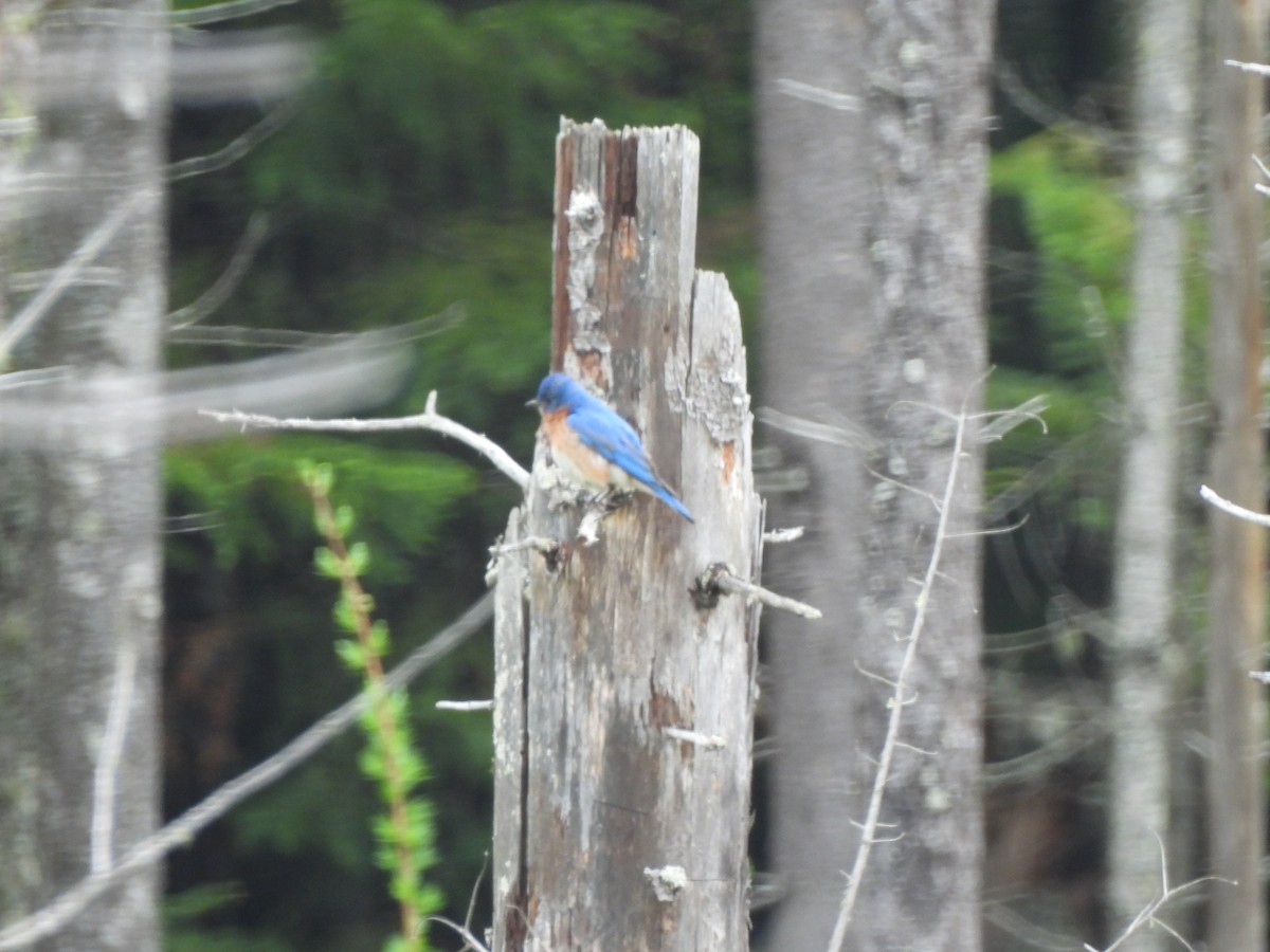 Eastern Bluebird - ML620424583