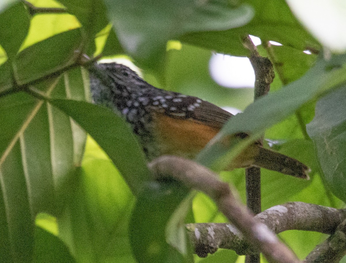 Peruvian Warbling-Antbird - ML620424592