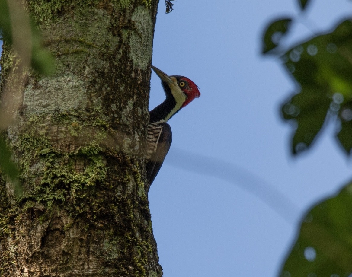 Crimson-crested Woodpecker - ML620424599