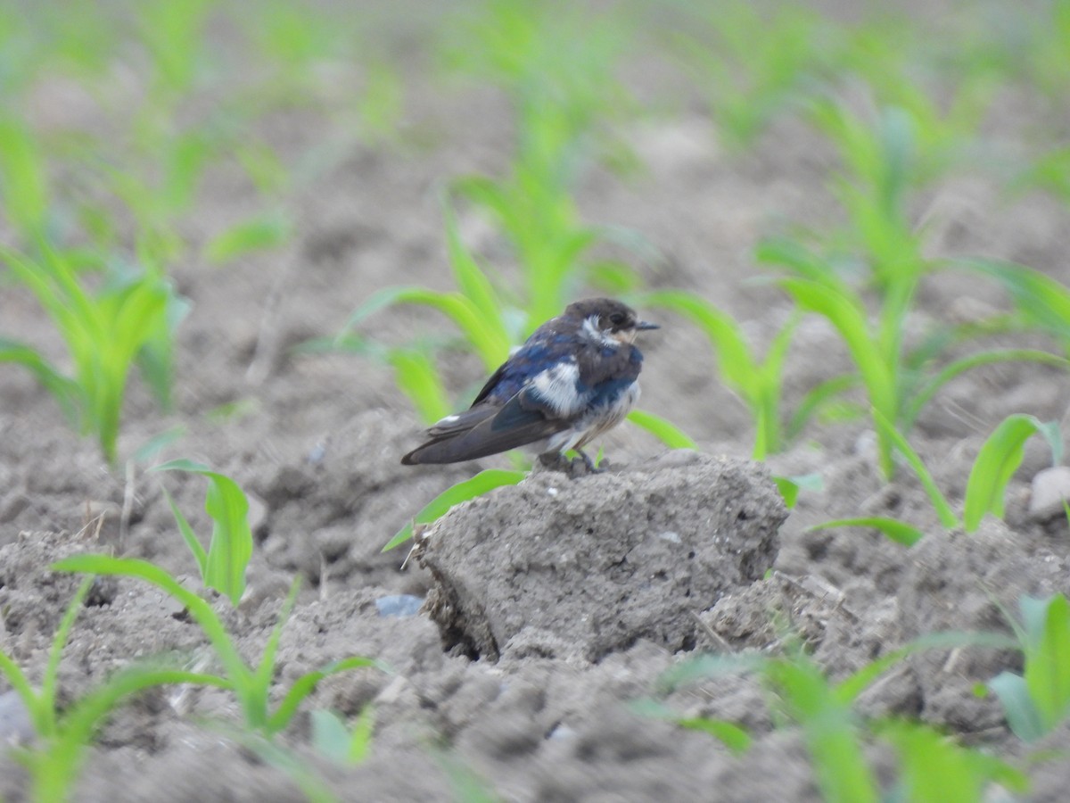 Golondrina Común (americana) - ML620424609