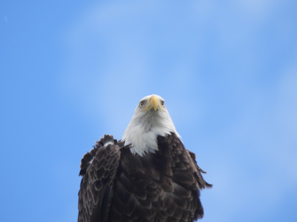 Bald Eagle - ML620424623