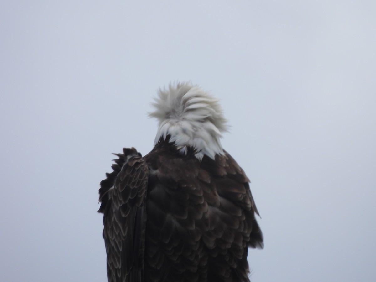 Bald Eagle - ML620424624