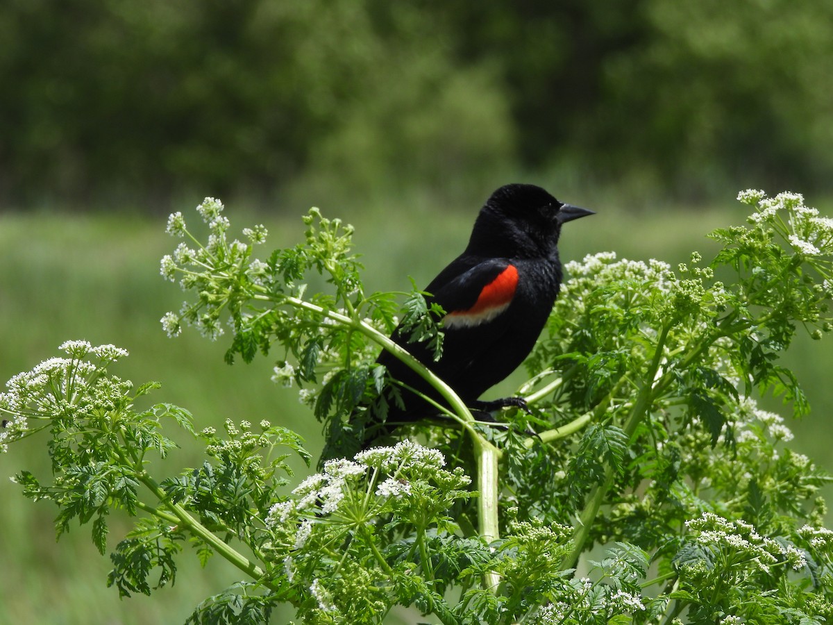 Red-winged Blackbird - ML620424626