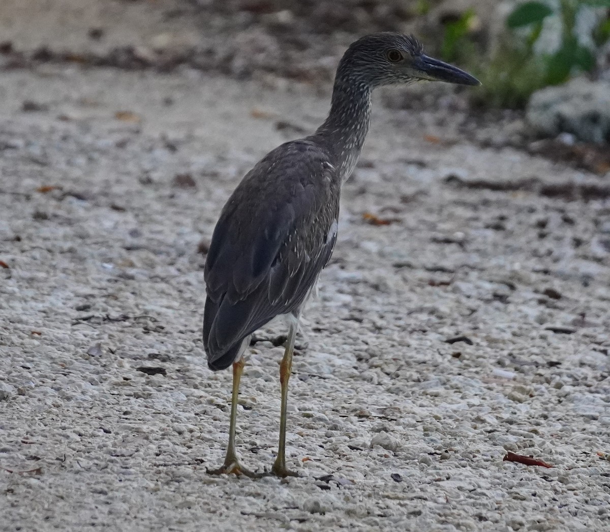 Yellow-crowned Night Heron - ML620424630