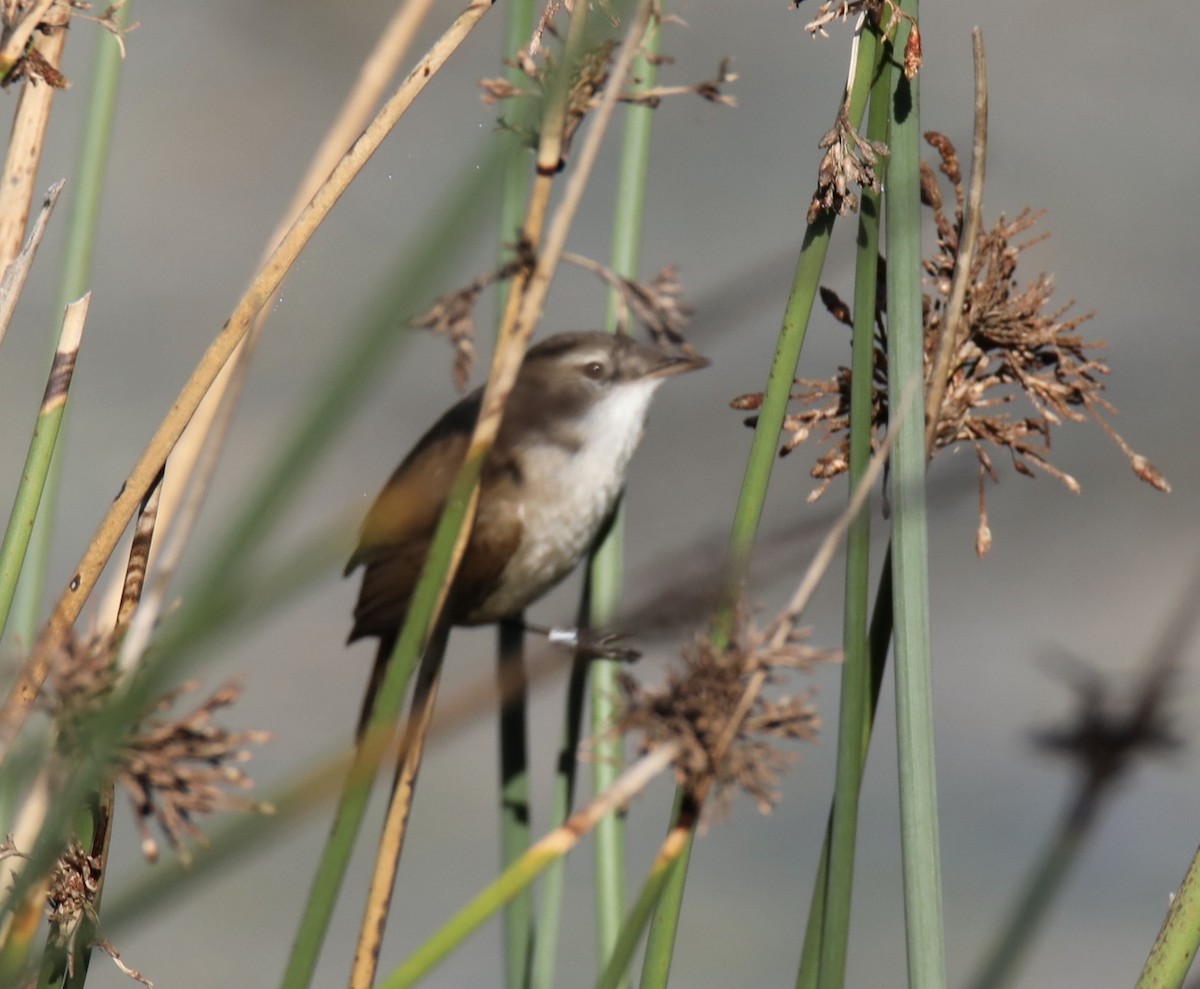 Common Reed Warbler - ML620424632