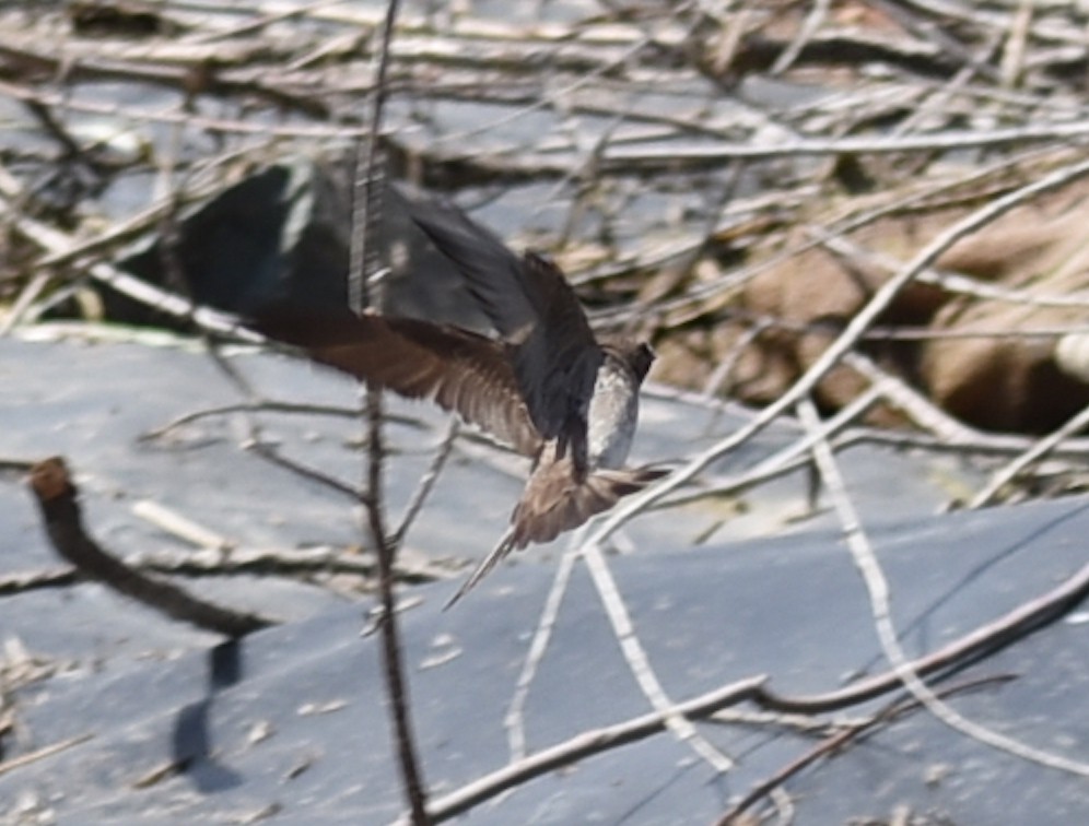 Northern Rough-winged Swallow - M. Rogers