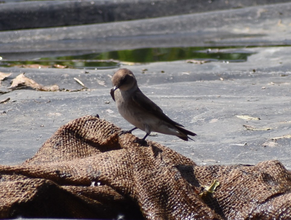 Hirondelle à ailes hérissées - ML620424649