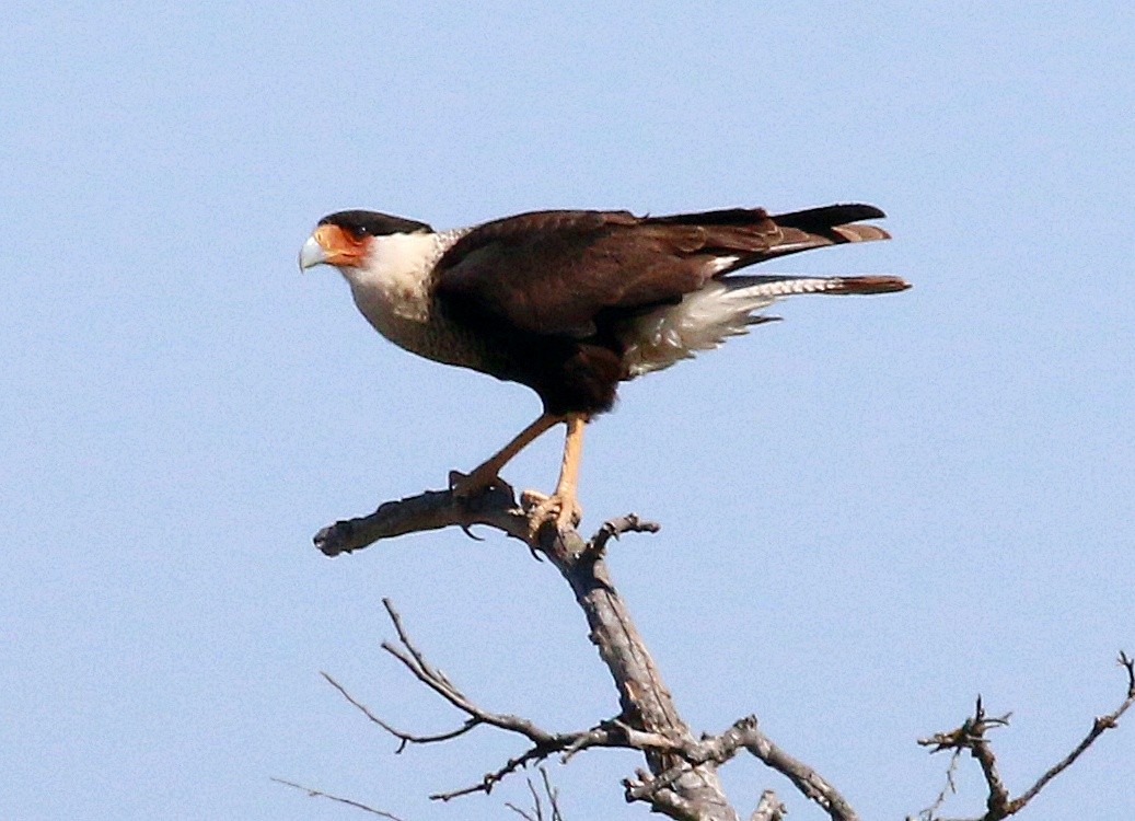 Crested Caracara - Charity Hagen