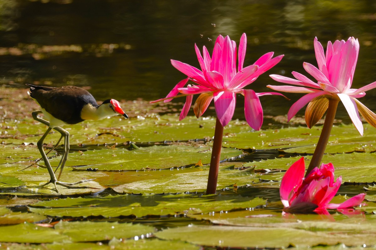 Comb-crested Jacana - ML620424677