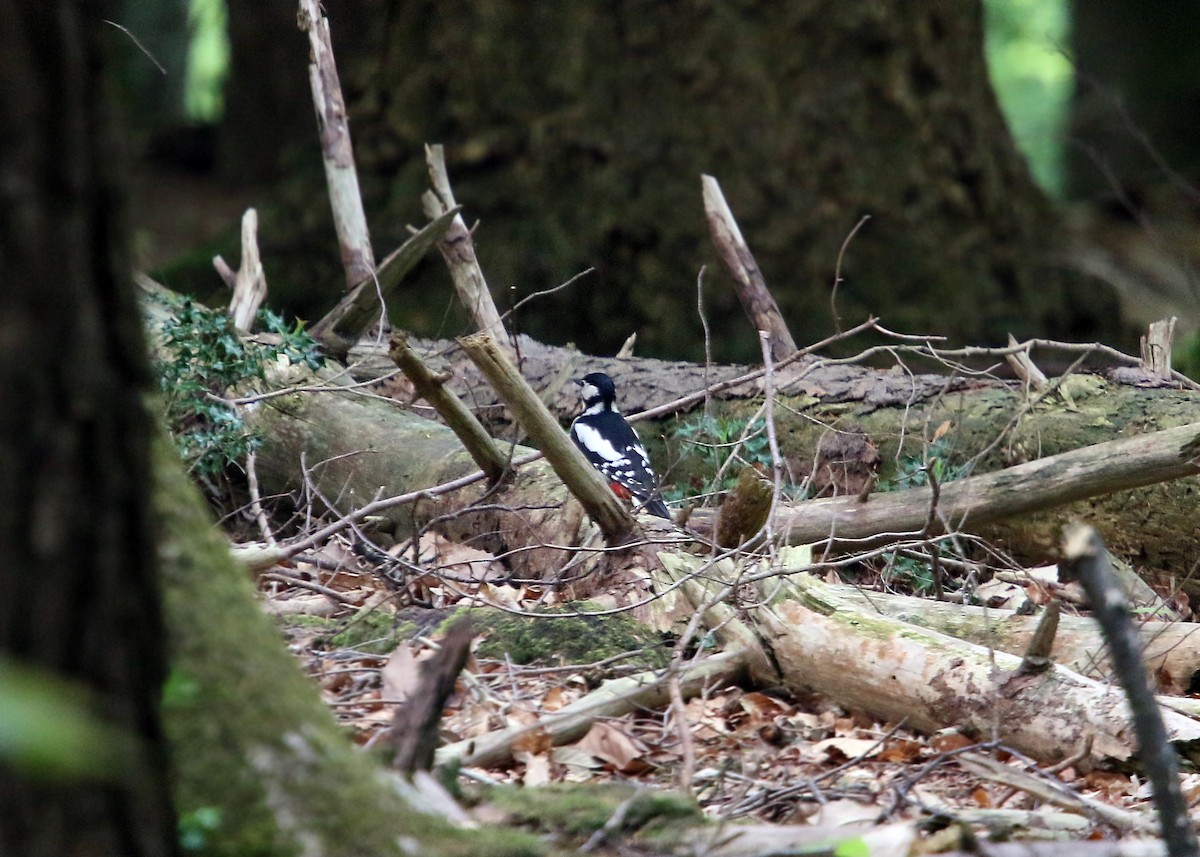 Great Spotted Woodpecker - ML620424685