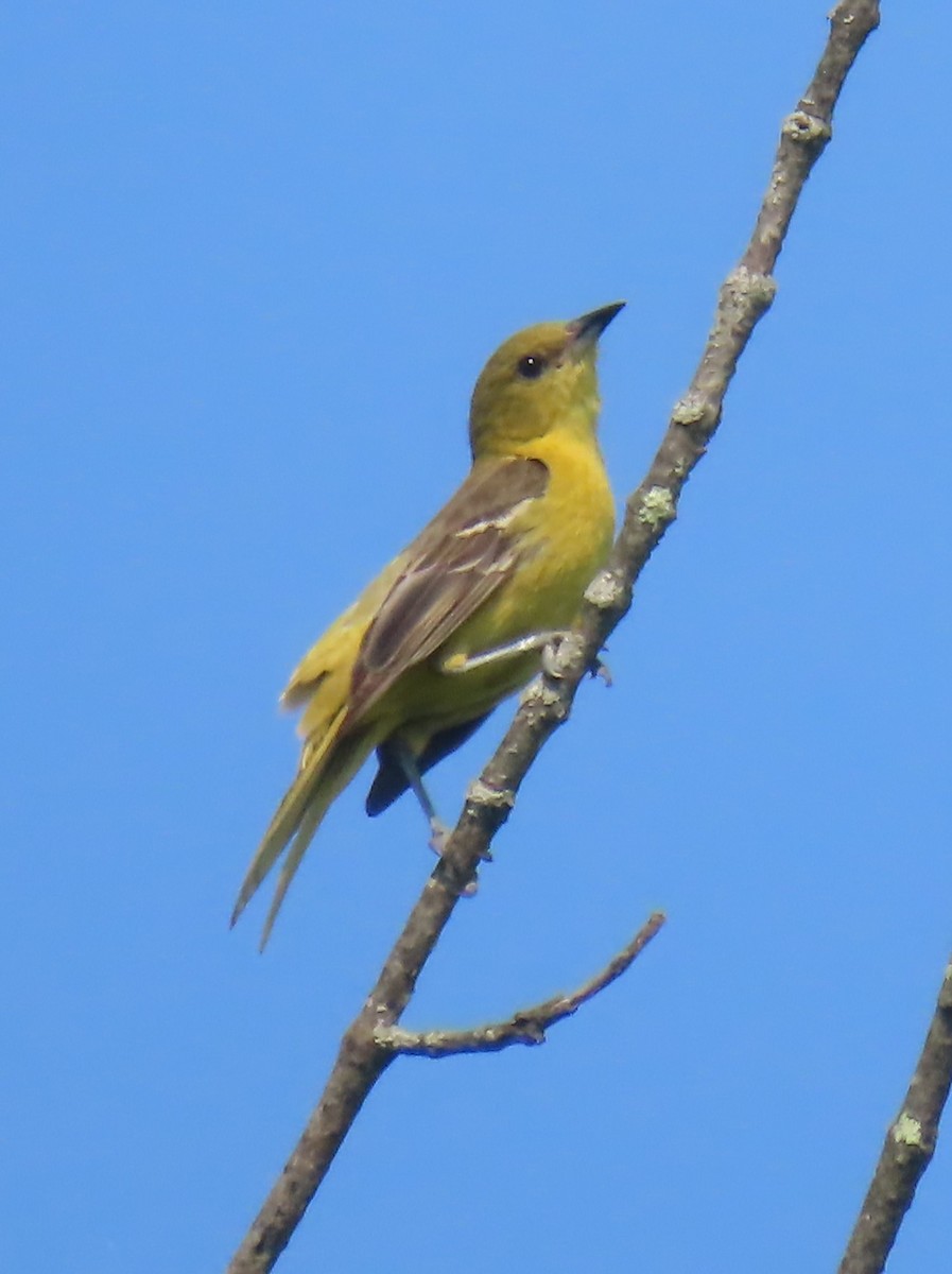 Orchard Oriole - ML620424686
