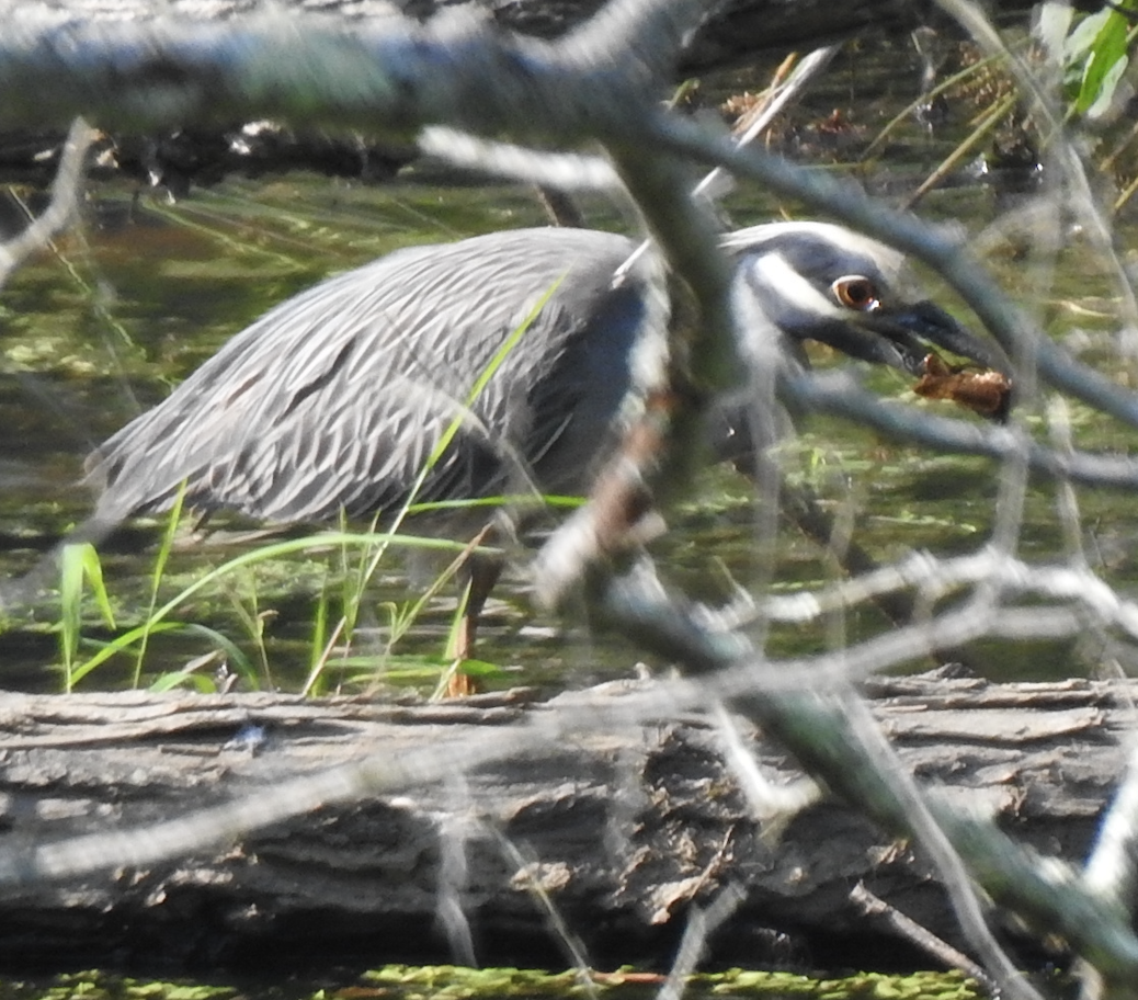 Yellow-crowned Night Heron - ML620424693