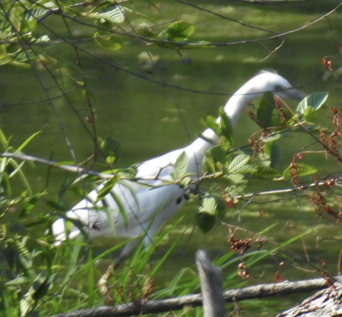 Little Blue Heron - ML620424695