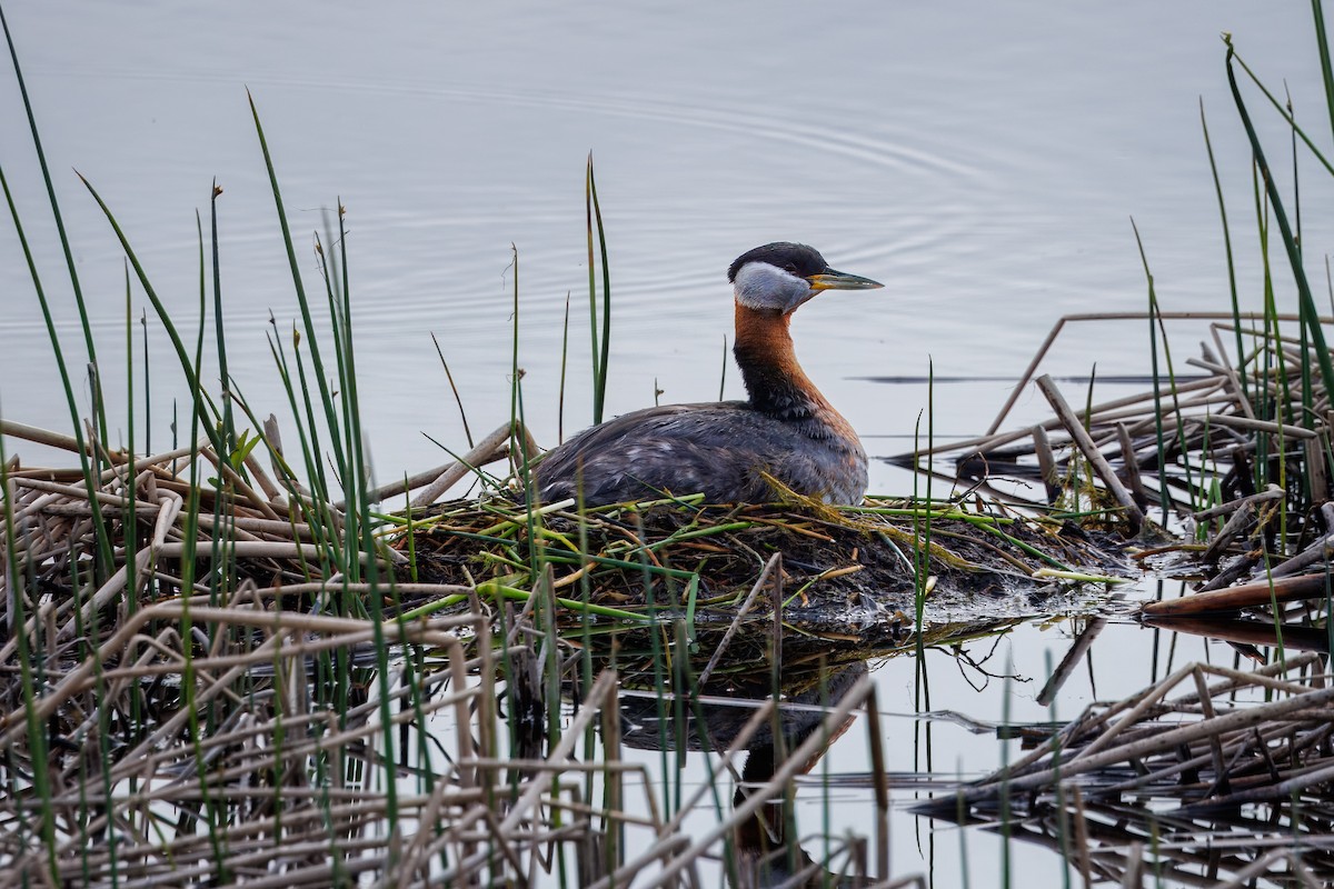 Red-necked Grebe - ML620424696