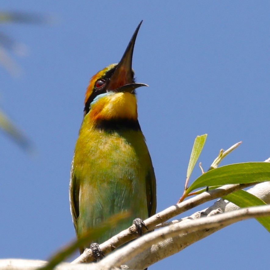 Rainbow Bee-eater - ML620424706