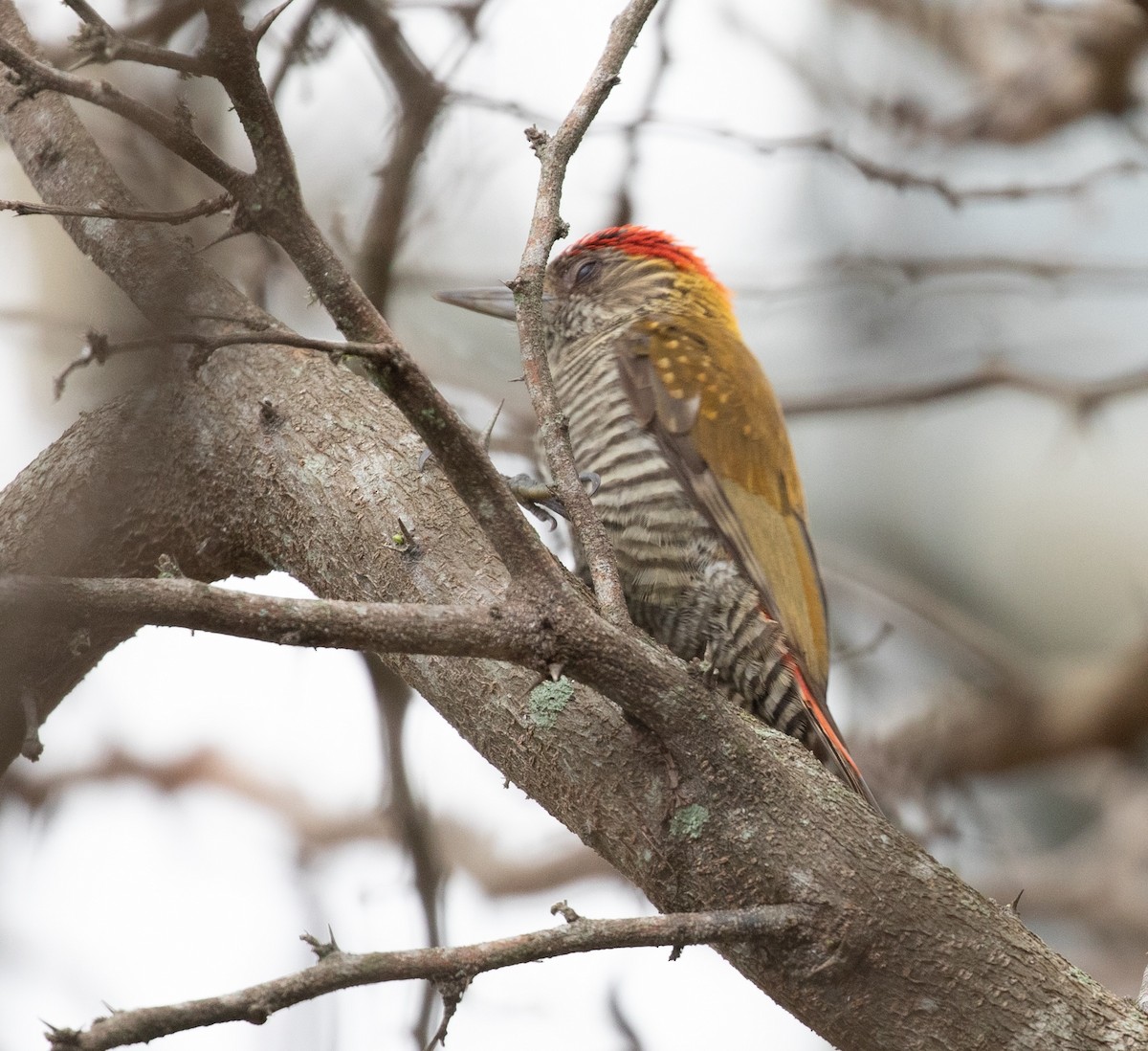 Red-rumped Woodpecker - ML620424712