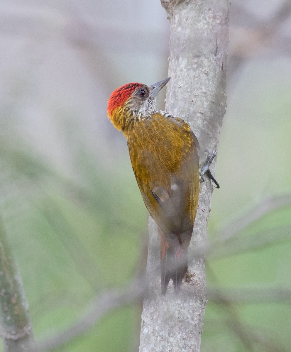 Pic à croupion rouge - ML620424713