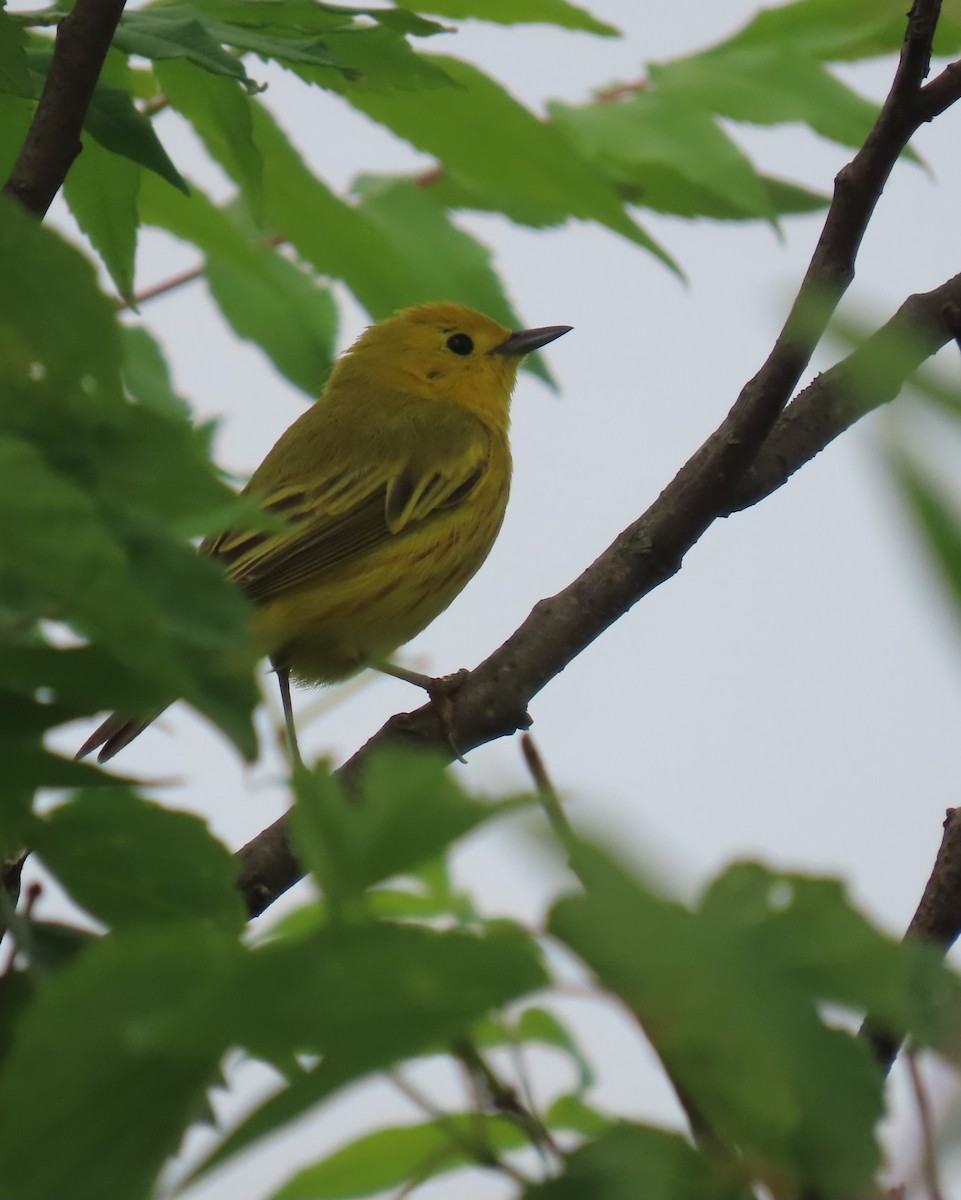 Yellow Warbler - ML620424715