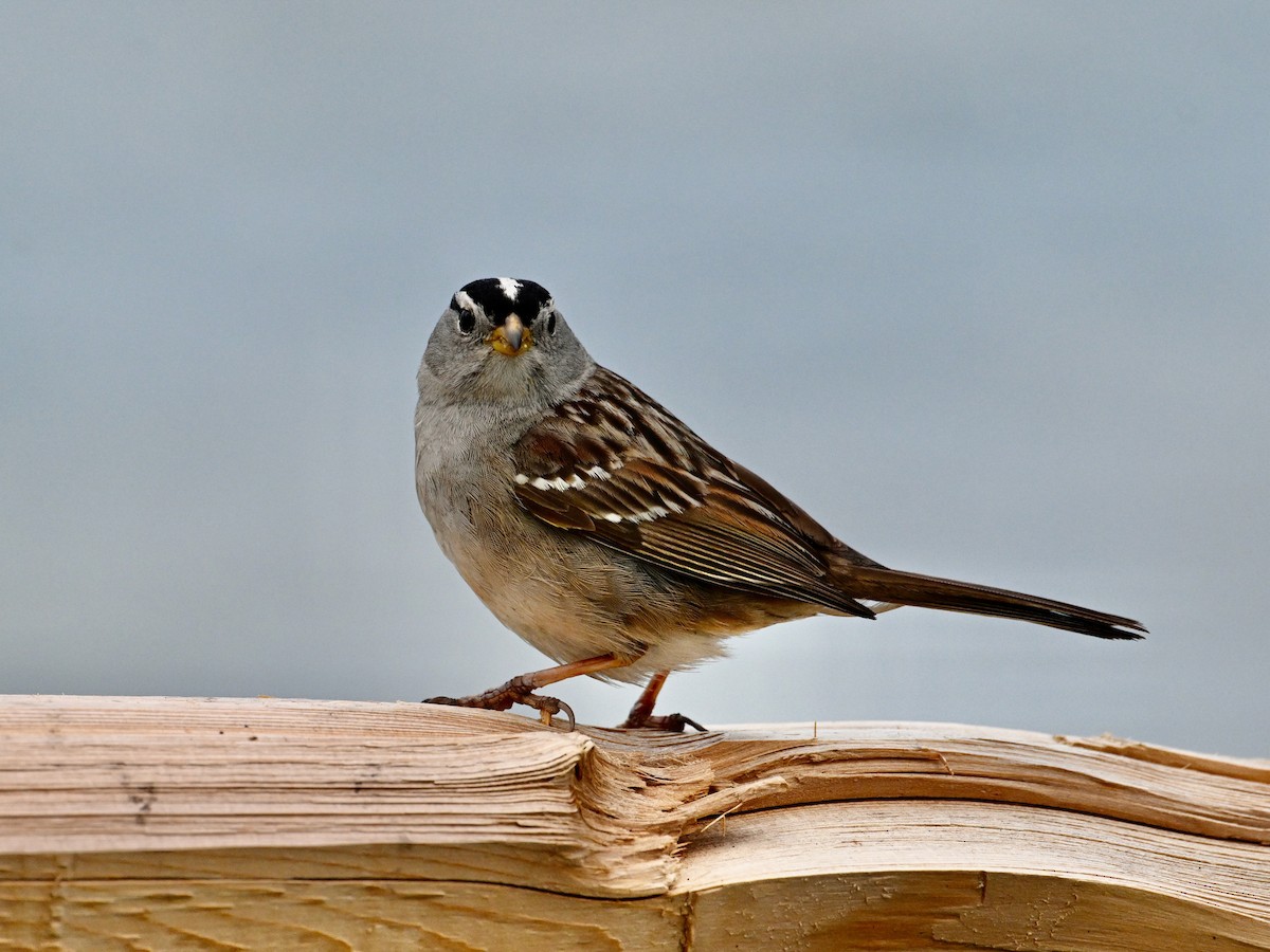 White-crowned Sparrow - Laurence Habenicht