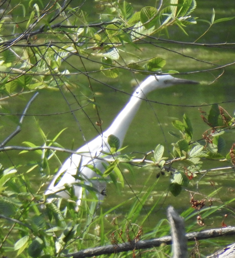 Little Blue Heron - ML620424721