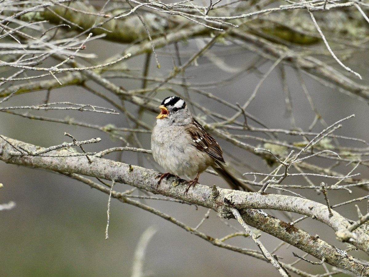 White-crowned Sparrow - ML620424724