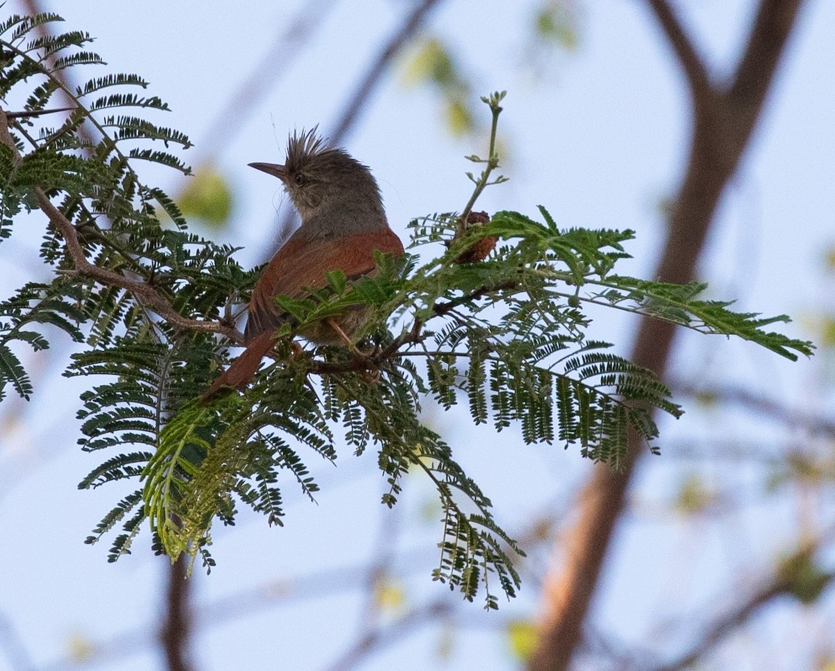 Crested Spinetail - ML620424725