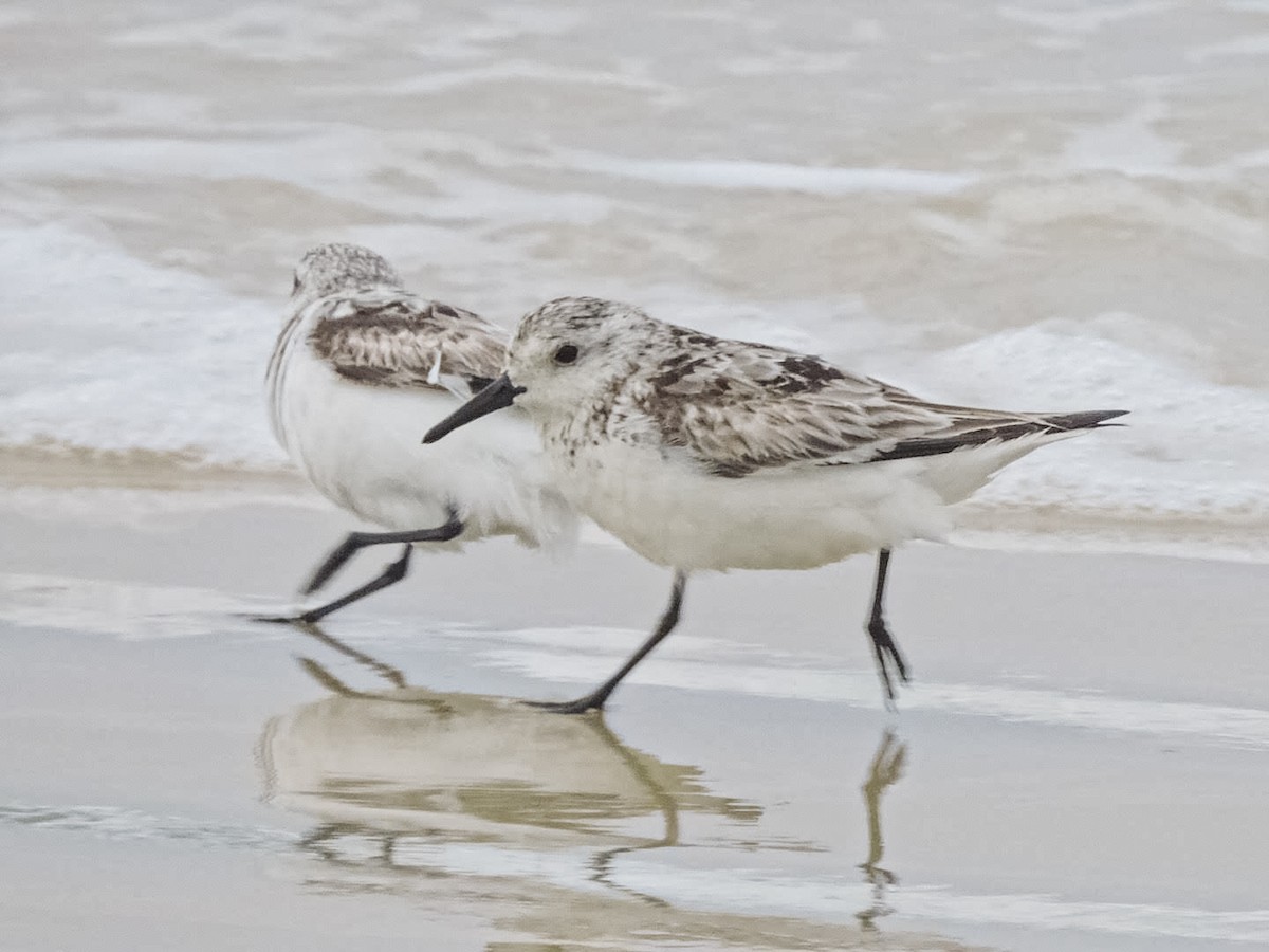 Bécasseau sanderling - ML620424729