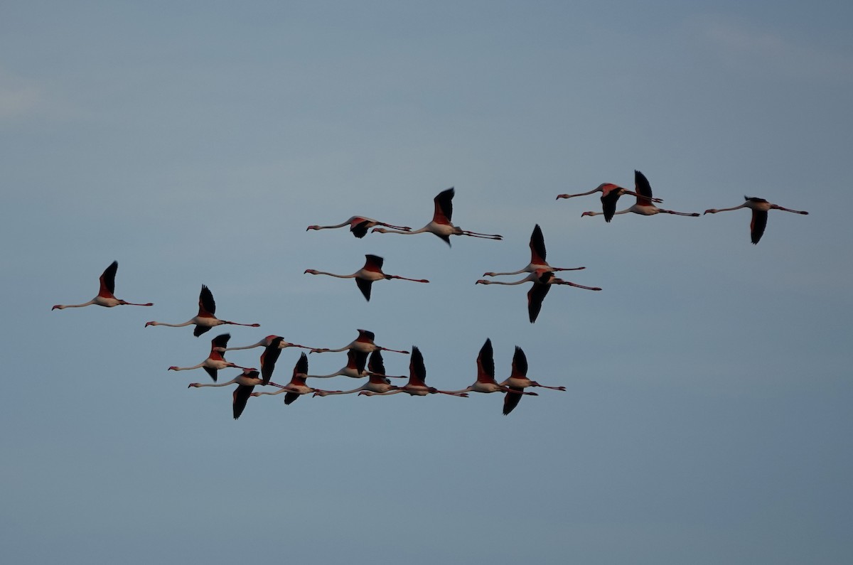 Greater Flamingo - ML620424759