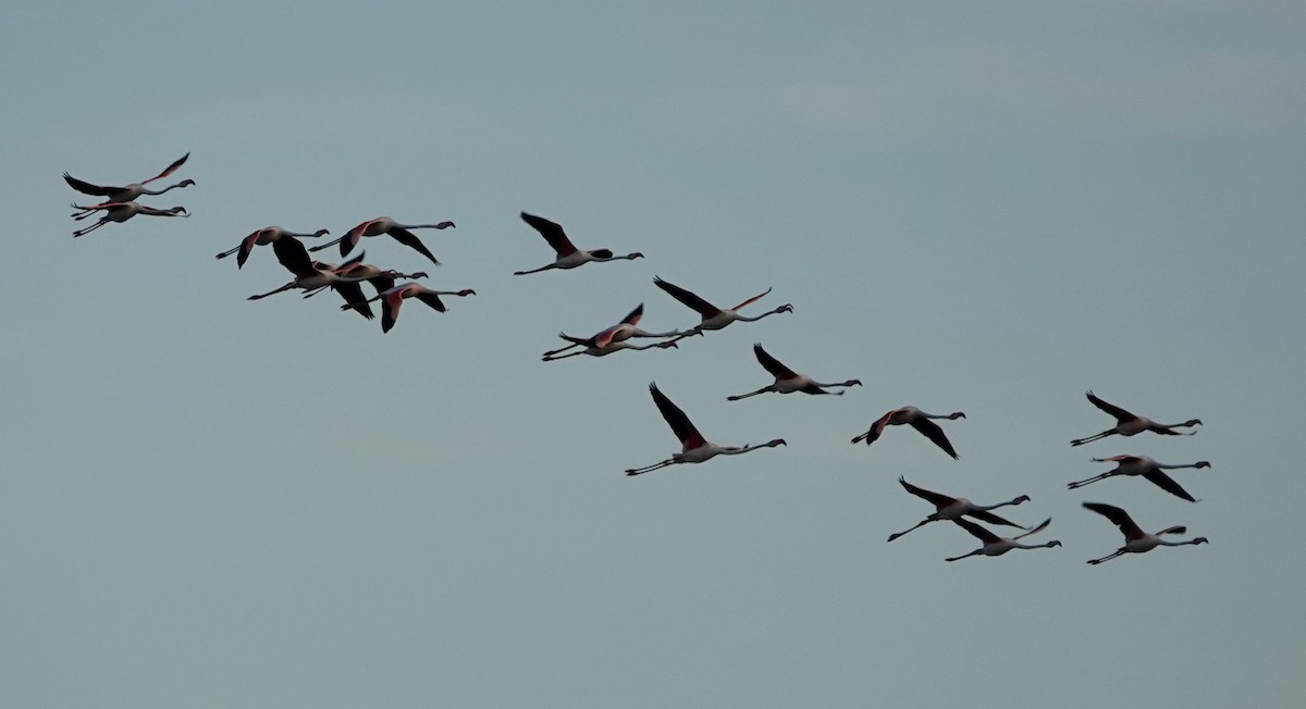 Greater Flamingo - ML620424765