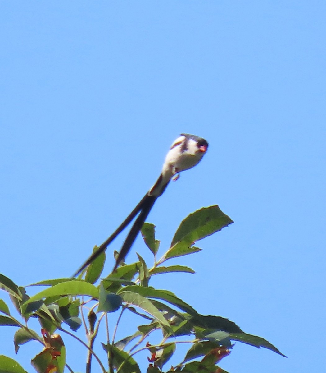Pin-tailed Whydah - ML620424766