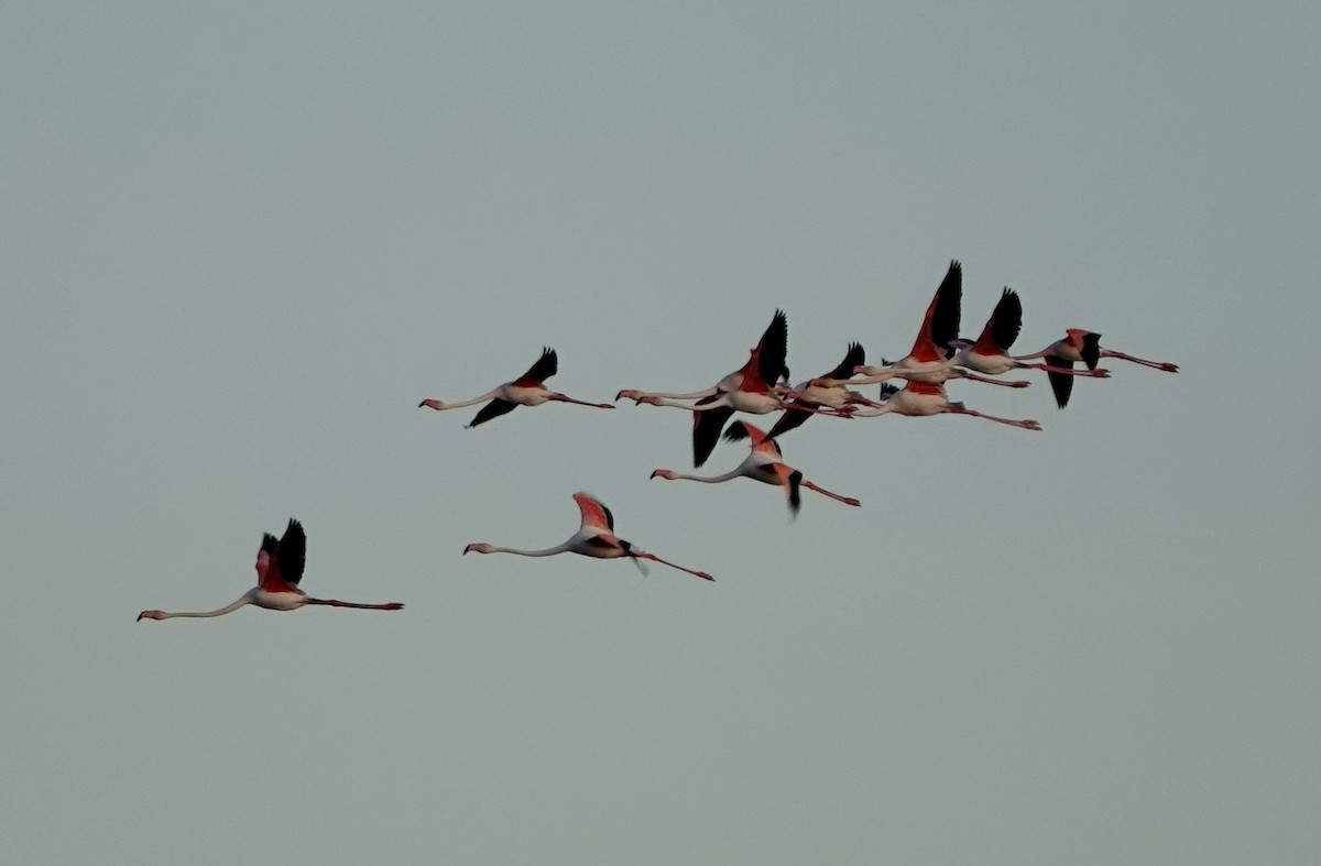 Greater Flamingo - ML620424779