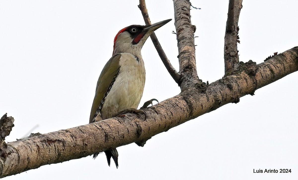 Eurasian Green Woodpecker - ML620424780