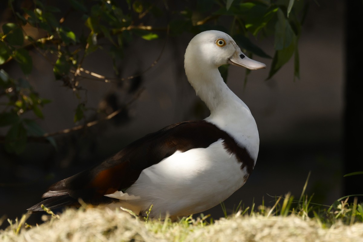 Radjah Shelduck - ML620424781