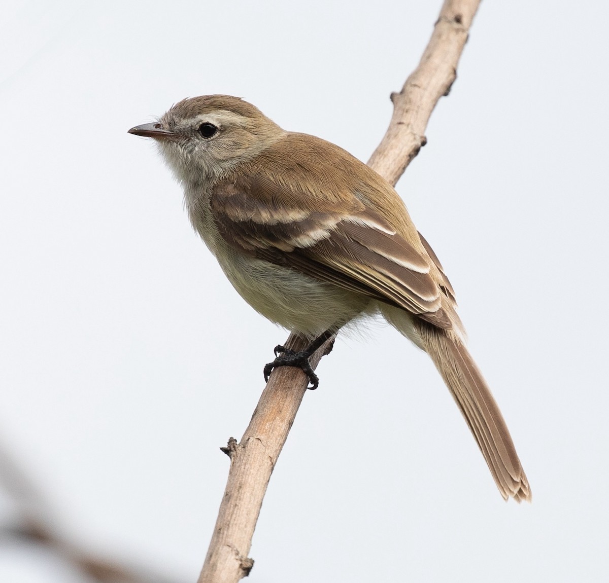 Northern Mouse-colored Tyrannulet - ML620424785