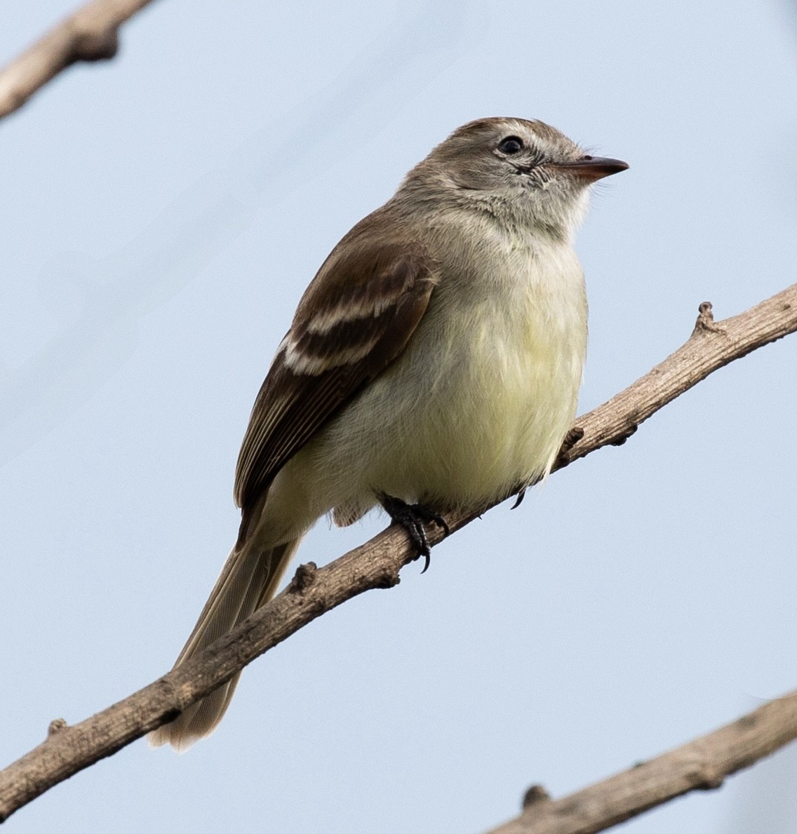 Northern Mouse-colored Tyrannulet - ML620424786