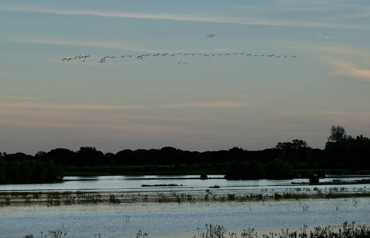 Greater Flamingo - Dave Ebbitt