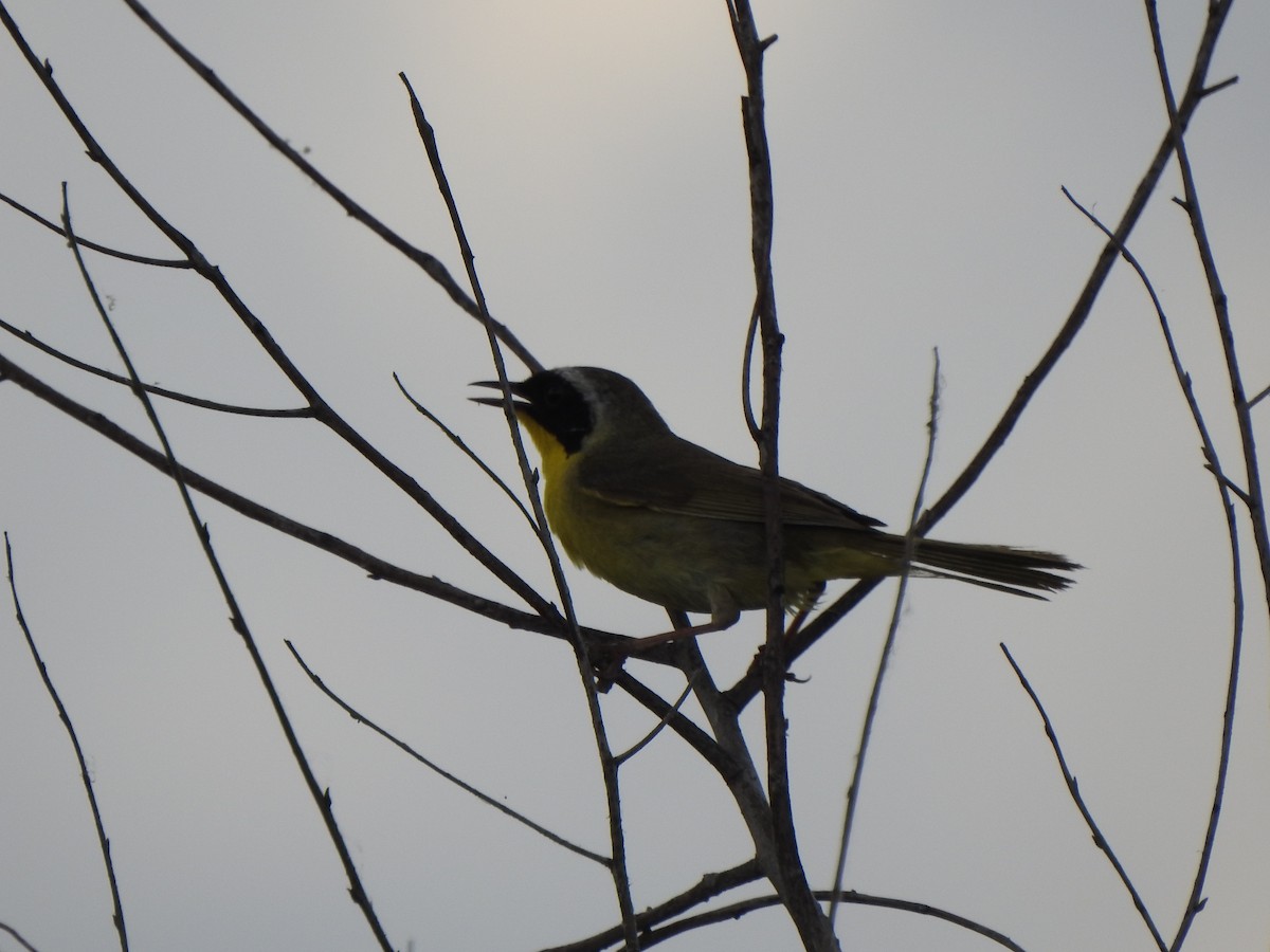 Common Yellowthroat - ML620424793