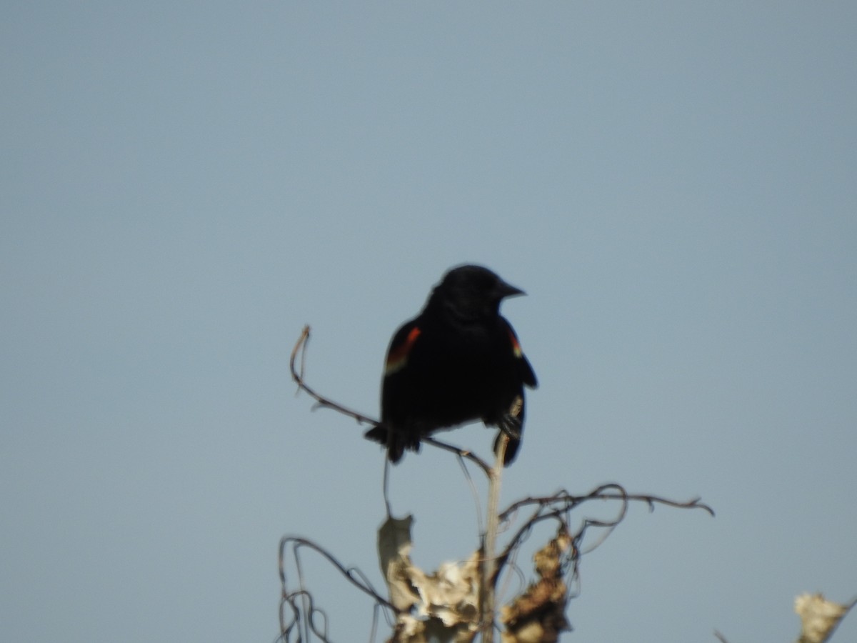 Red-winged Blackbird - ML620424798