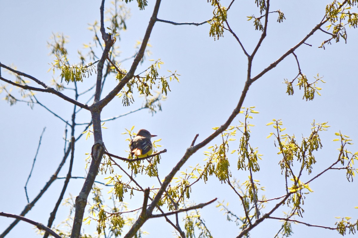 Great Crested Flycatcher - ML620424801