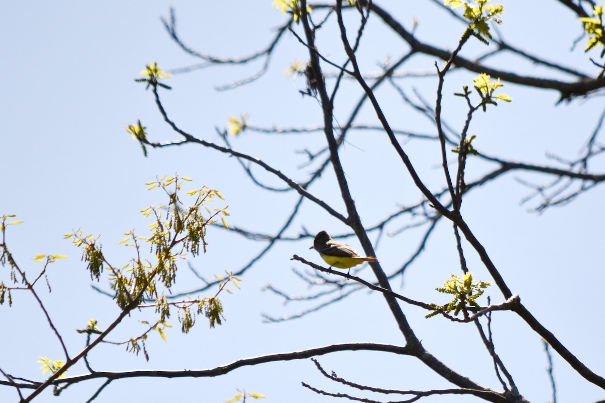 Great Crested Flycatcher - ML620424806