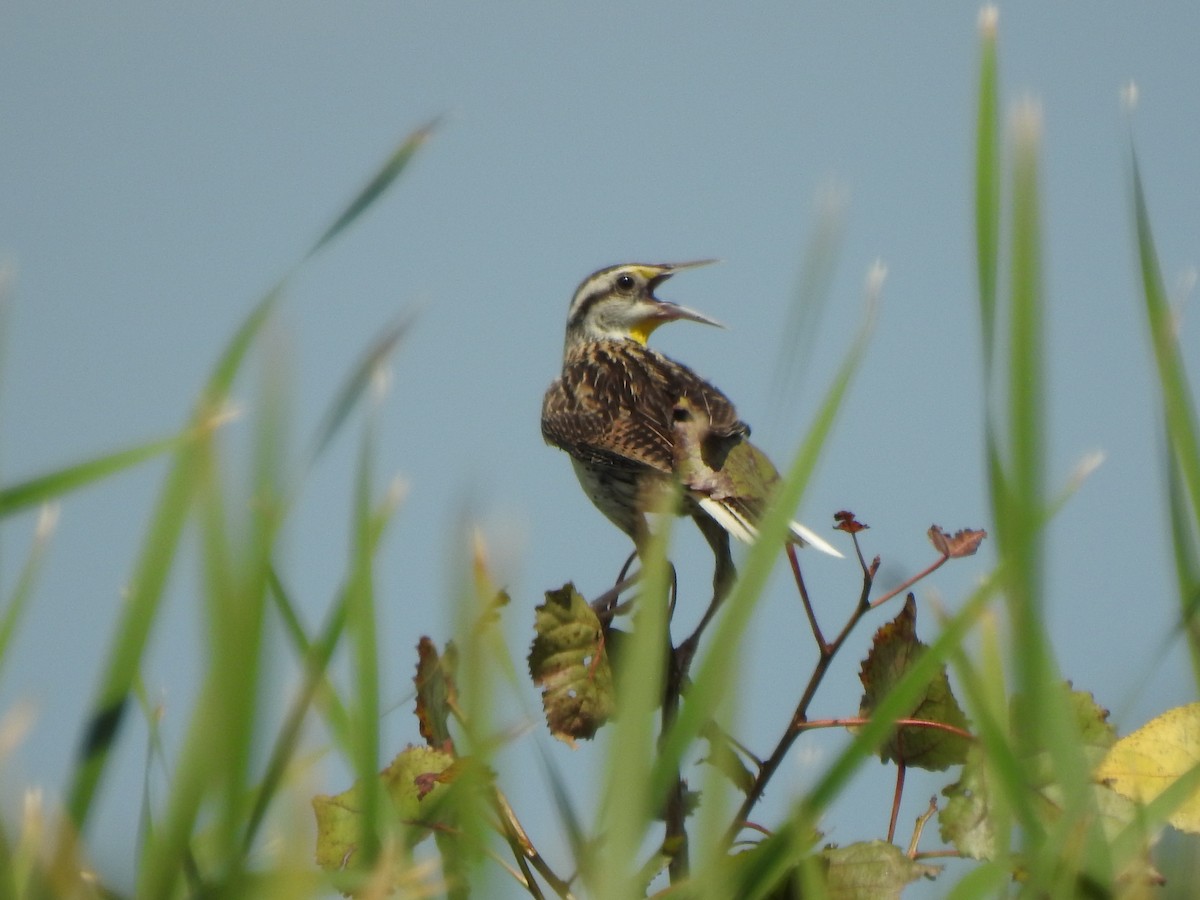 Eastern Meadowlark - ML620424810