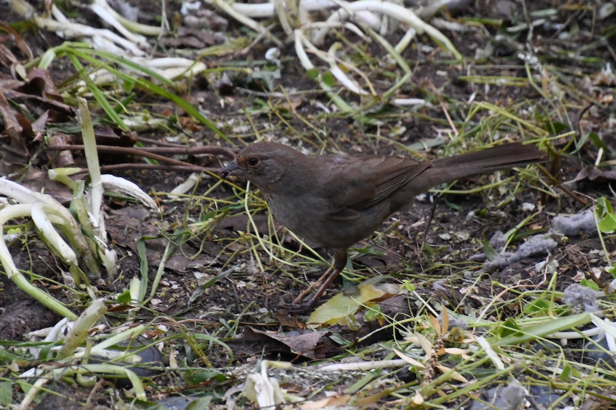 California Towhee - ML620424811