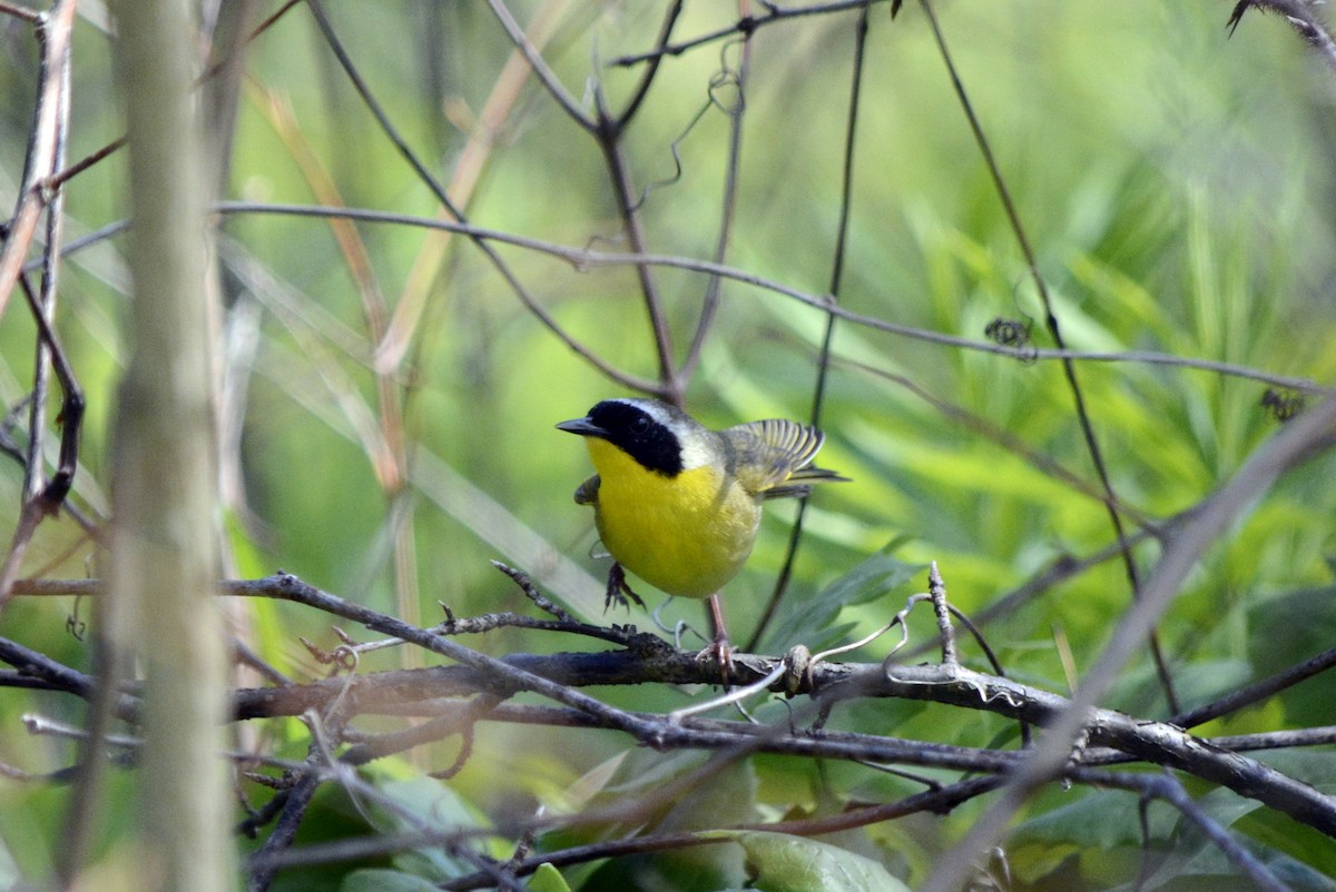 Common Yellowthroat - ML620424815