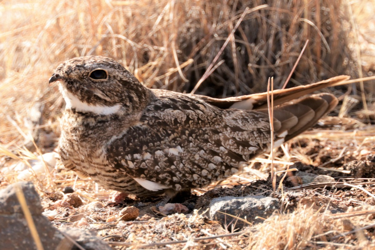 Lesser Nighthawk - ML620424819