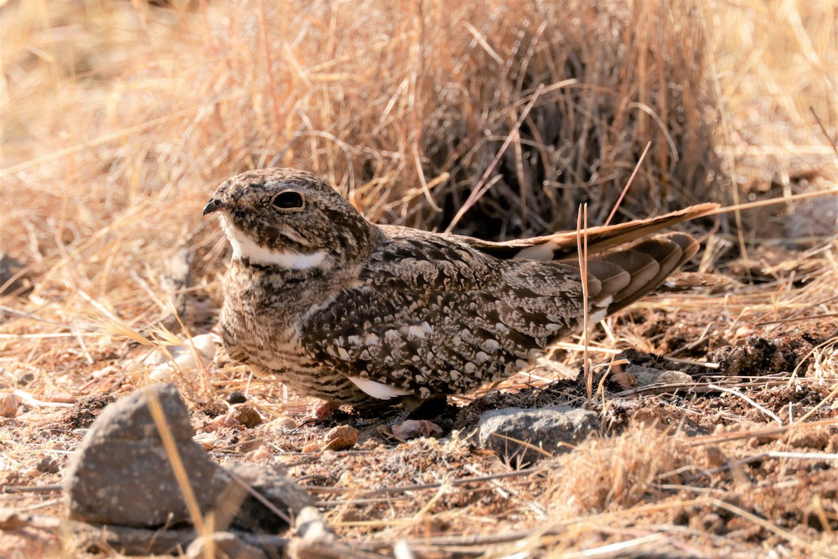 Lesser Nighthawk - ML620424820