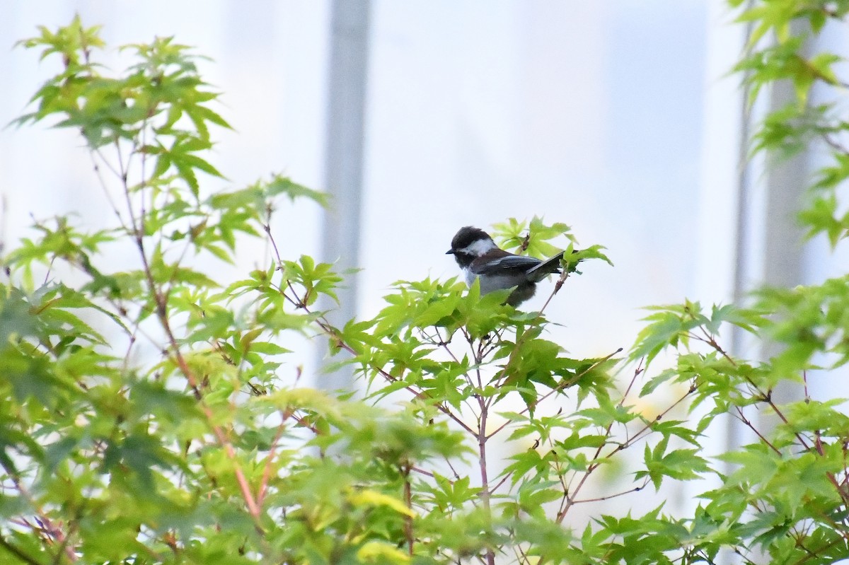 Chestnut-backed Chickadee - ML620424825